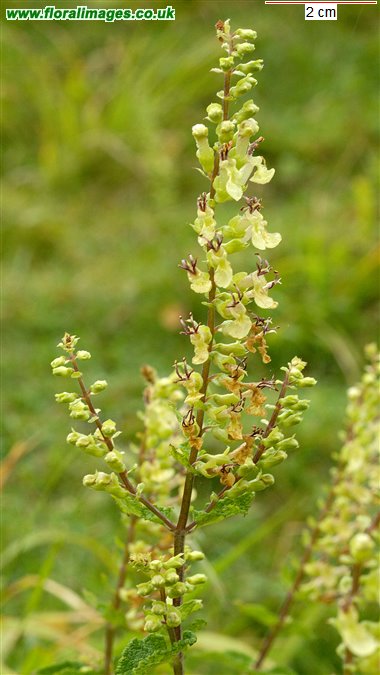 Teucrium scorodonia