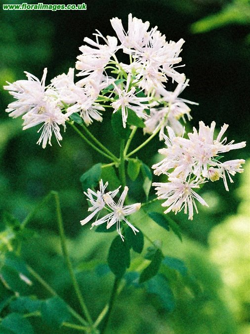 Thalictrum aquilegiifolium