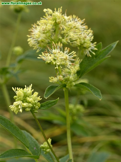 Thalictrum flavum