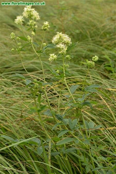 Thalictrum flavum
