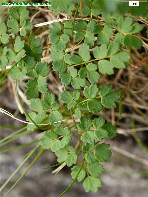 Thalictrum minus