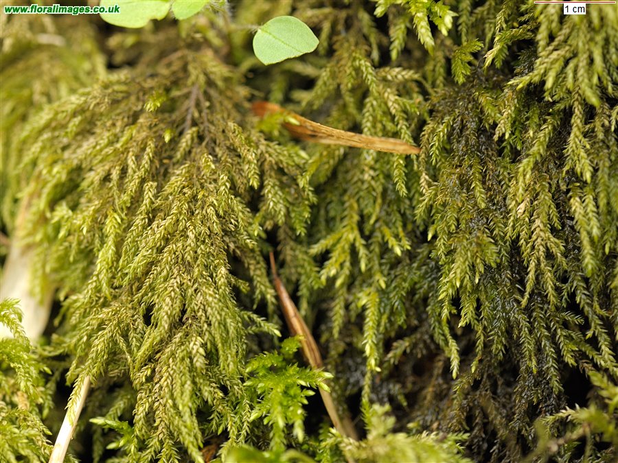 Thamnobryum alopecurum