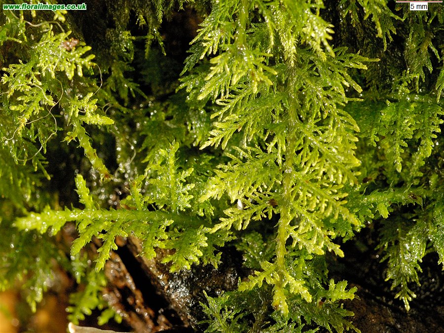 Thuidium tamariscinum