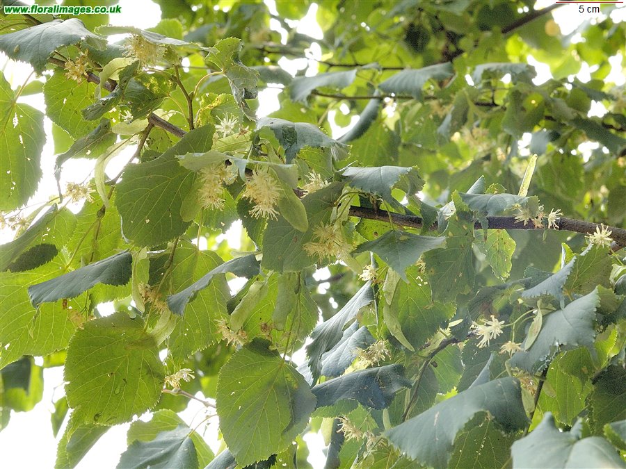 Tilia cordata