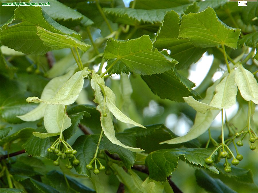 Tilia platyphyllos