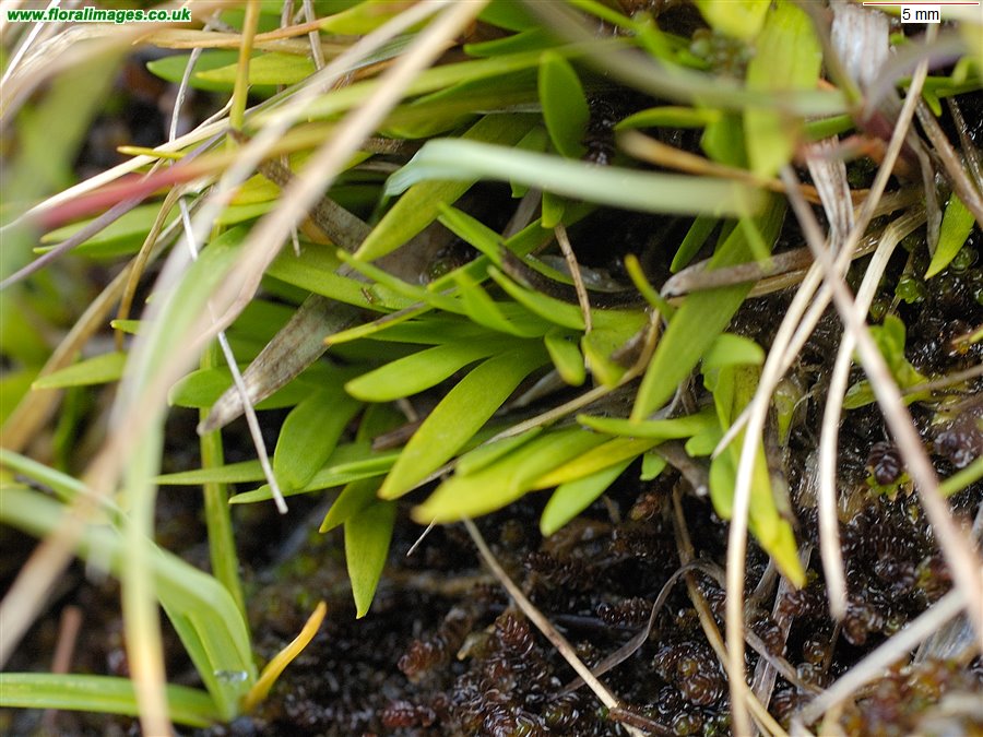 Tofieldia pusilla