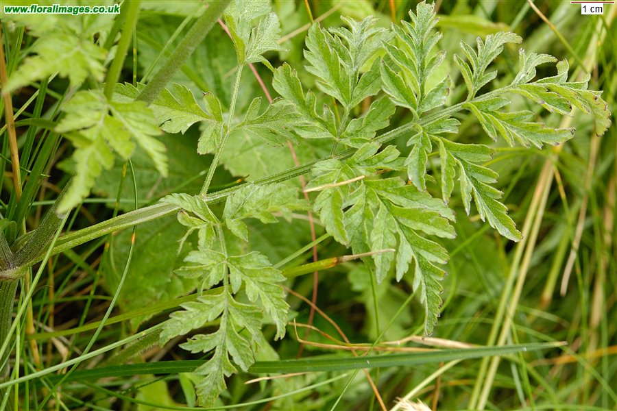Torilis japonica