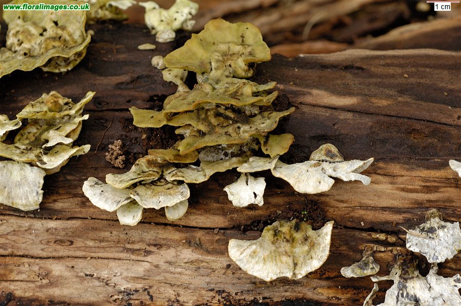 Trametes