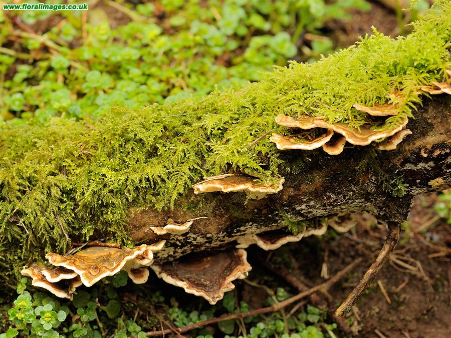 Trametes sp.