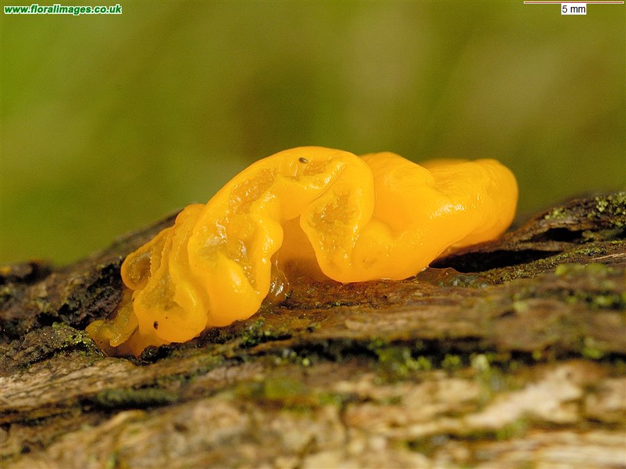 Tremella mesenterica