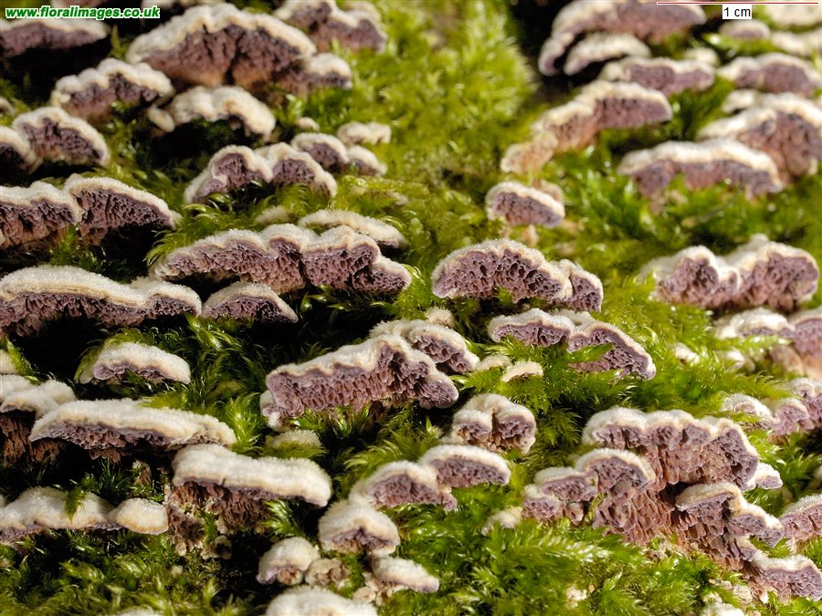 Trichaptum abietinum