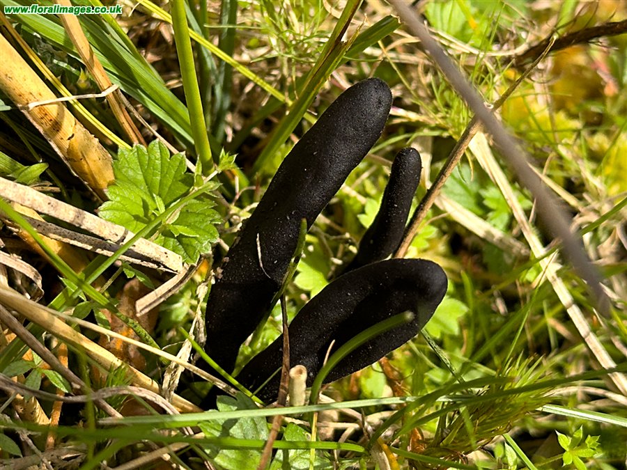 Trichoglossum hirsutum