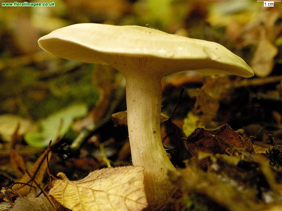 Tricholoma sp.