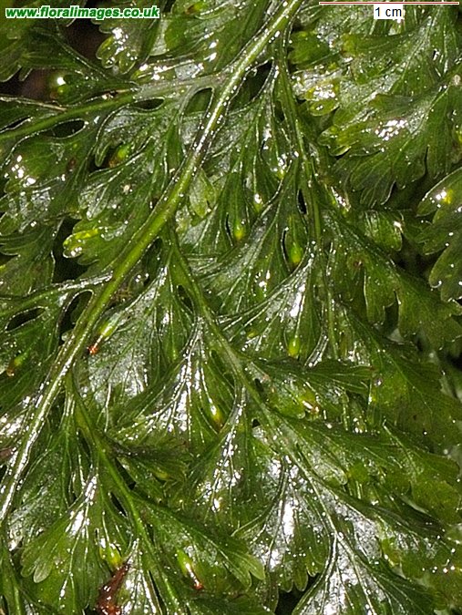 Trichomanes speciosum