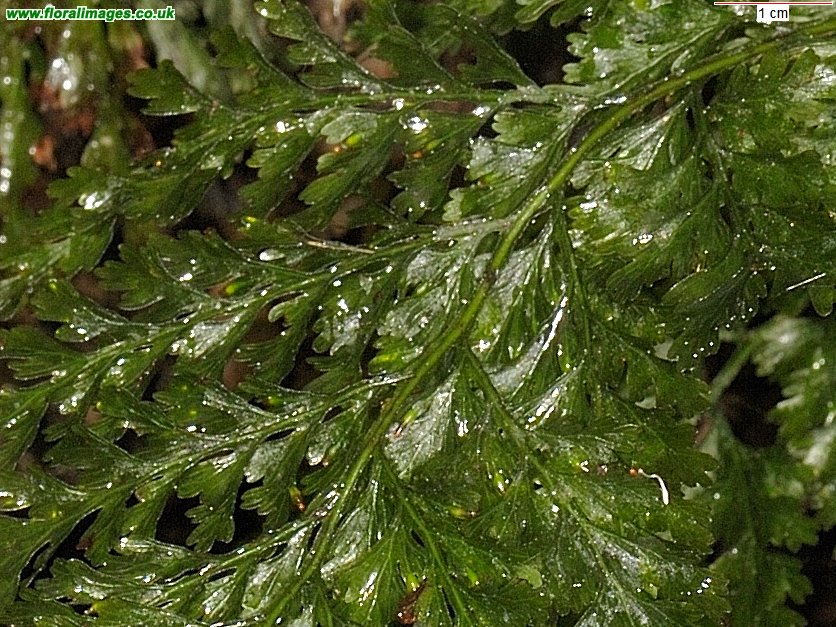 Trichomanes speciosum