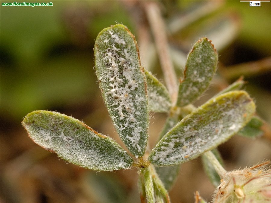 Trifolium arvense