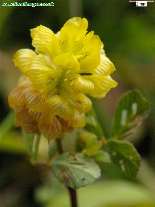 Trifolium campestre