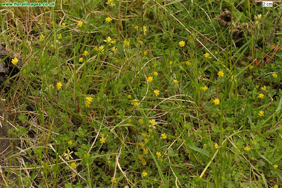 Trifolium dubium