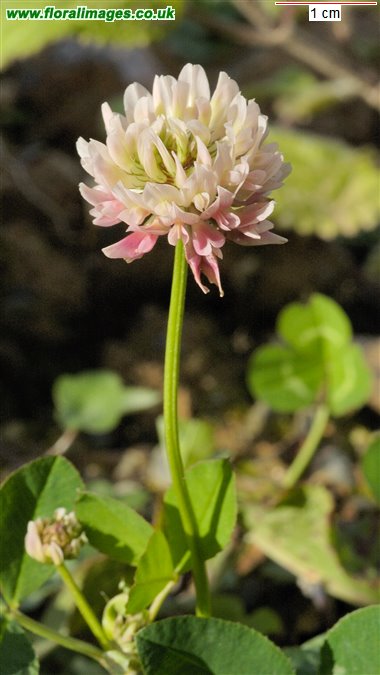 Trifolium hybridum