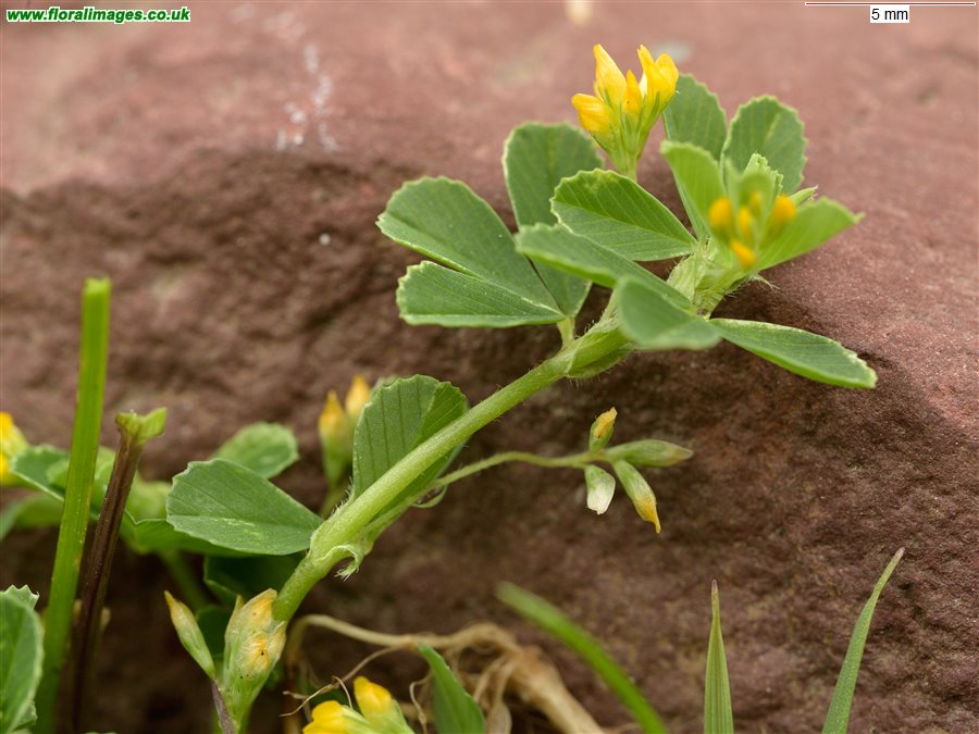 Trifolium micranthum