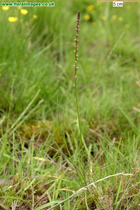 Triglochin palustris