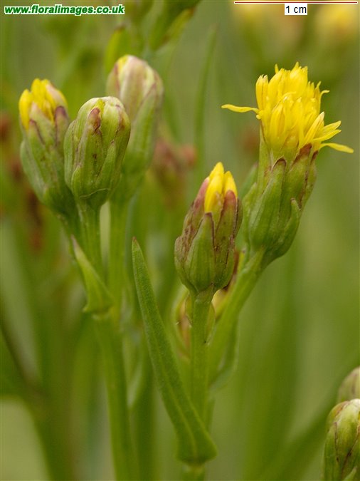 Tripolium pannonicum