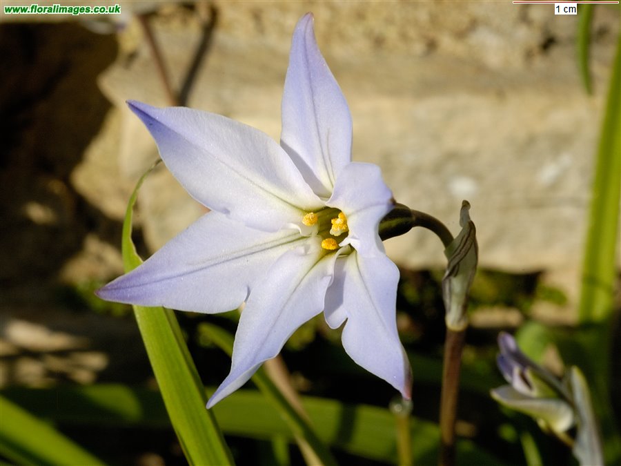 Tristagma uniflorum