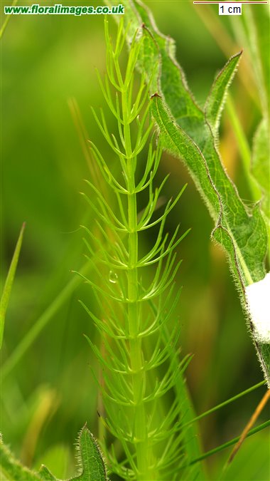 Trocdaris verticillata