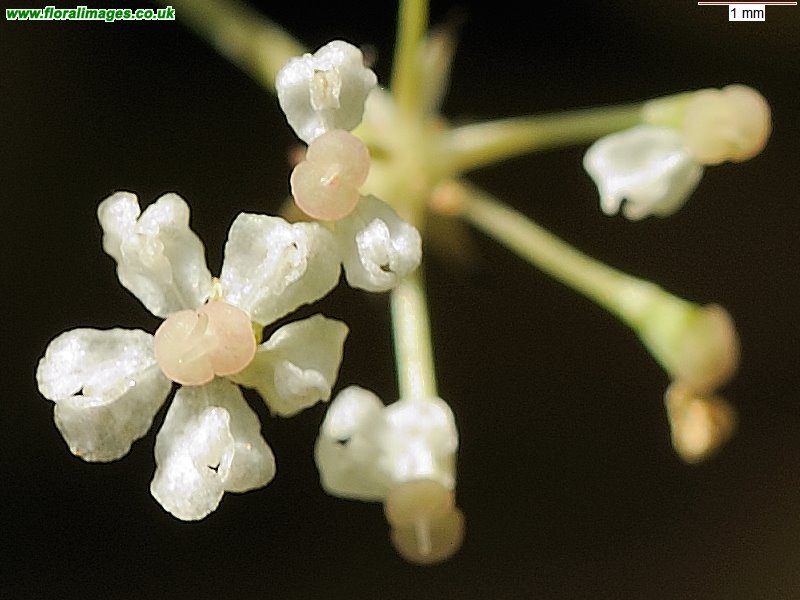 Trocdaris verticillata