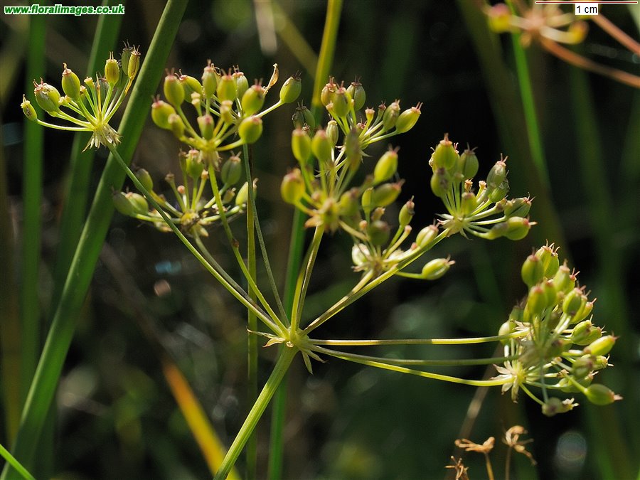 Trocdaris verticillata