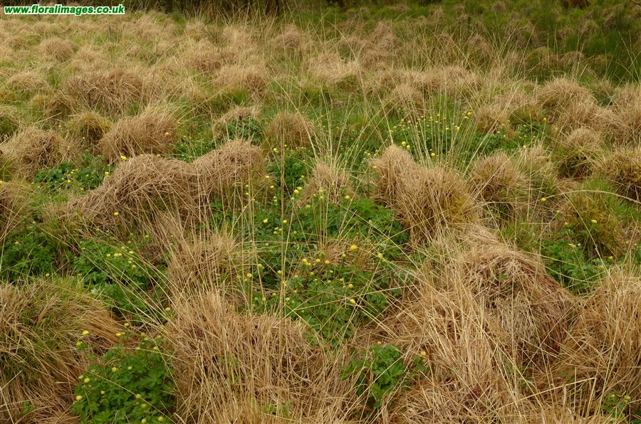 Trollius europaeus
