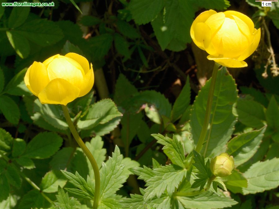 Trollius europaeus