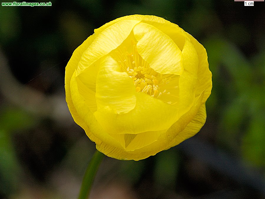Trollius europaeus