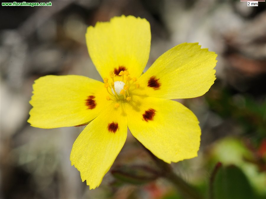 Tuberaria guttata