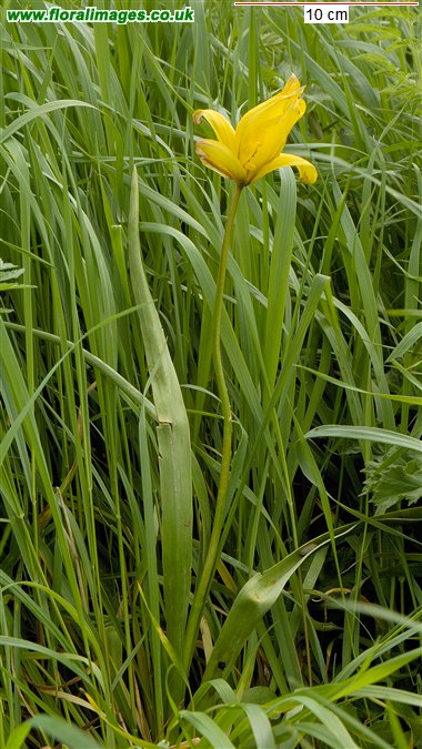 Tulipa sylvestris