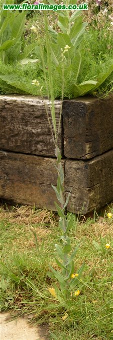 Turritis glabra