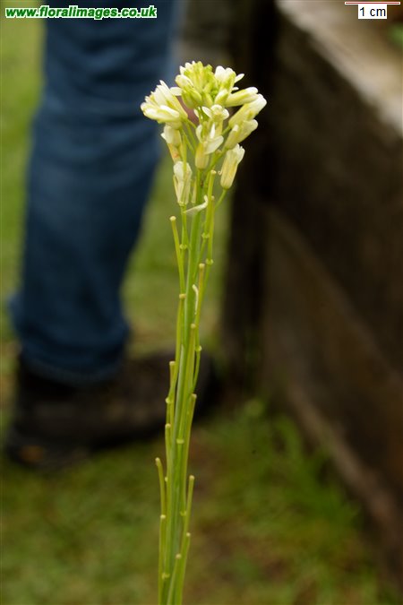 Turritis glabra