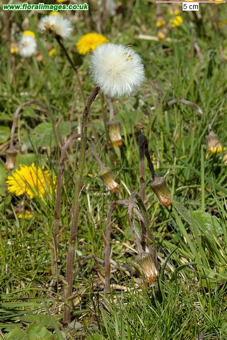 Tussilago farfara