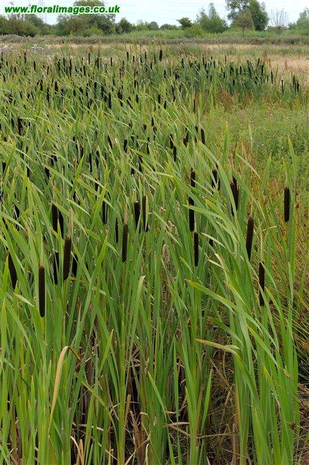 Typha latifolia