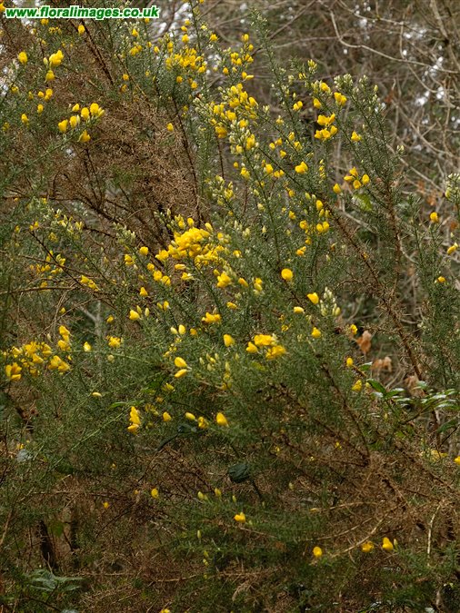 Ulex europaeus