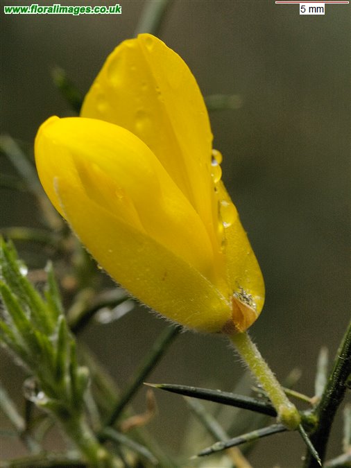 Ulex europaeus