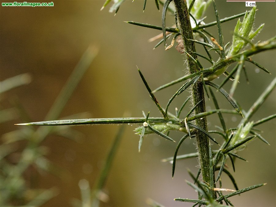 Ulex europaeus