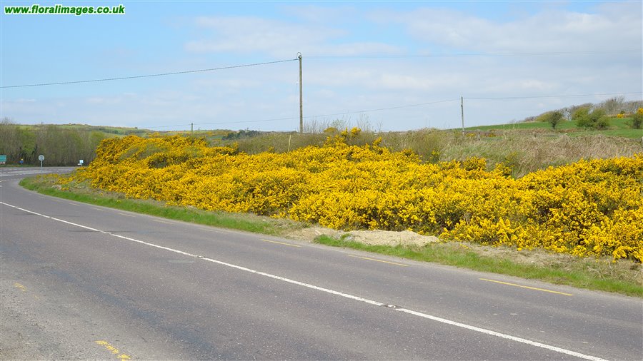 Ulex europaeus