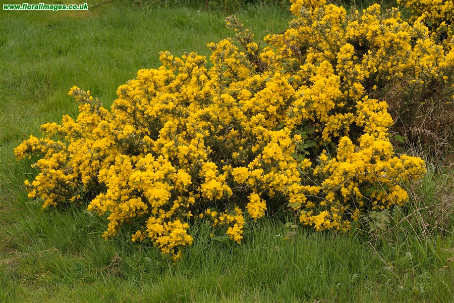 Ulex europaeus