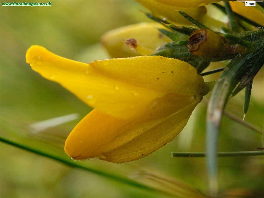 Ulex gallii