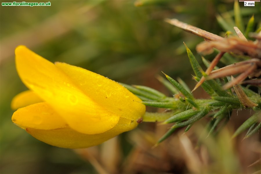 Ulex gallii