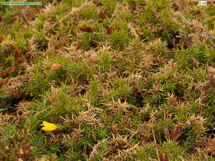 Ulex gallii