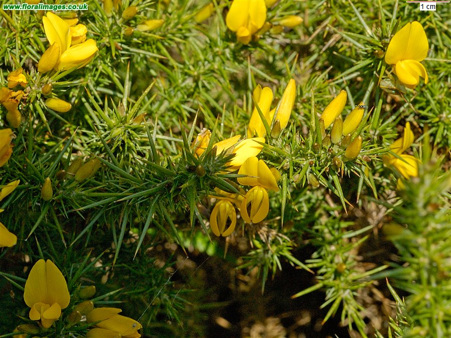 Ulex gallii