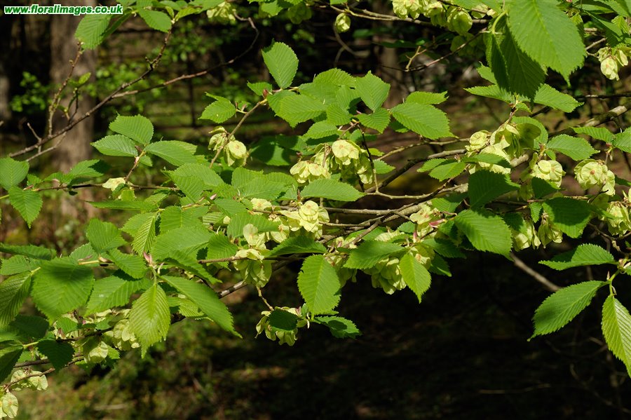 Ulmus glabra