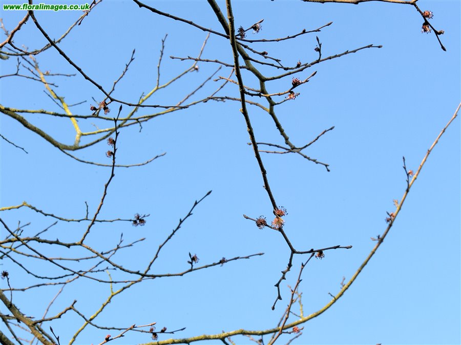 Ulmus glabra